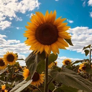 Meet your Posher, Emma